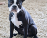 Boston Terrier Puppies For Sale Windy City Pups